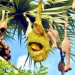 পরিবেশ বিপর্যয়ে বিলুপ্তির পথে বাবুই পাখি, হারিয়ে যাচ্ছে ঐতিহ্য